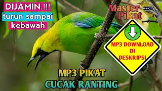 🔴Mp3 pikat cucak ranting - suara pemikat cucak ranting - masteran cucak ranting