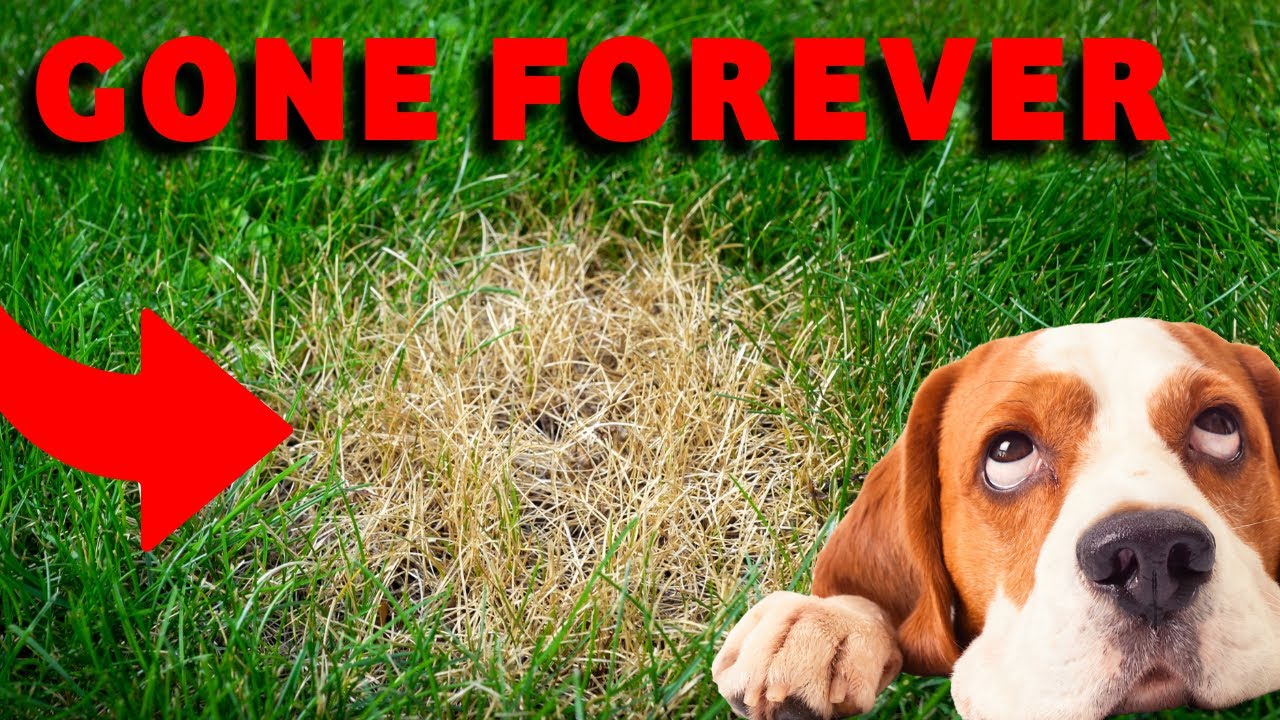 Image showcasing STOP your dogs pee damaging your lawn - YouTube