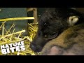 Rare Baby Anoa Calf Born at the Zoo | The Secret Life of the Zoo | Nature Bites