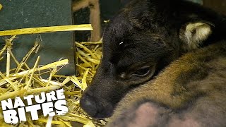 Rare Baby Anoa Calf Born at the Zoo | The Secret Life of the Zoo | Nature Bites