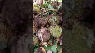 long tungan hulu baram Miri cara durian