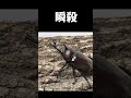 国産カブトムシvsリノケロスフタマタクワガタ