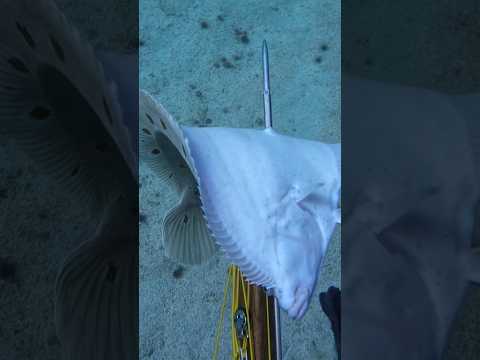 Stabbing dinner #spearfishing