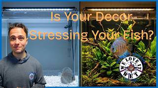 Your Tank Is Stressing Your Fish (And You Don't Know It)