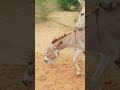 °Donkey Bites° #viral #animals #nature #trending #shorts