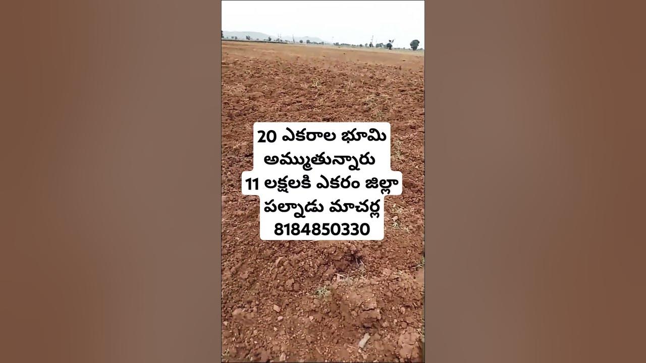 Land For Sale || #landforsale #agriculture #realestate #farming #farmer #palnadudistrict