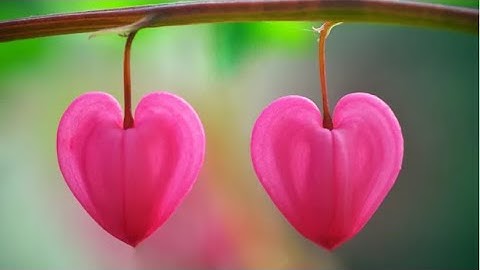 Mathematica (Wolfram Cloud) Demo: Parametric Equation Heart Shape