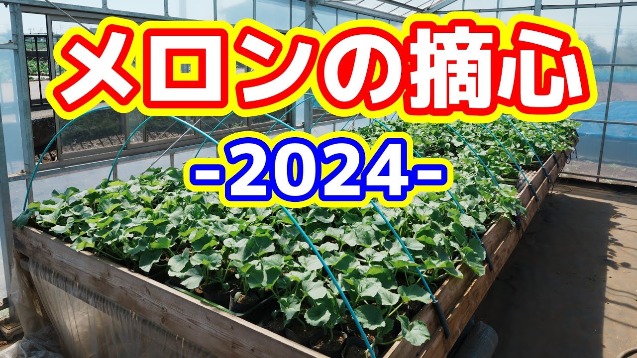 2024] Melon seedling cultivation: How to pinch and manage