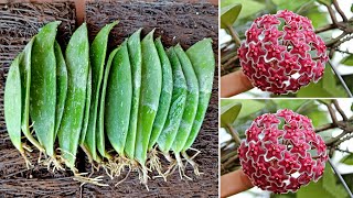 Propagating Hoya flower orchid by leaves and the results are amazing