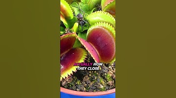 Flytrap Catches Spider Without Knowing