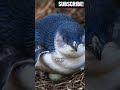 Penguins' swimming speed up to 15 miles per hour # Shorts # Snappy stories