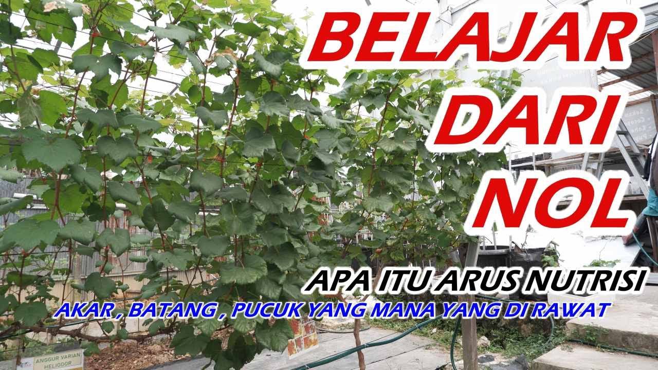 Belajar Anggur Dari Nol || Akar , batang, daun yang mana yang harus diutamakan