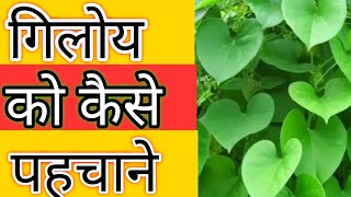giloy quotquot Amrita ko kaise pahchane