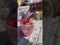 Is it still Pimm&rsquo;s season? 😎 #summer #drinks #summerdrink