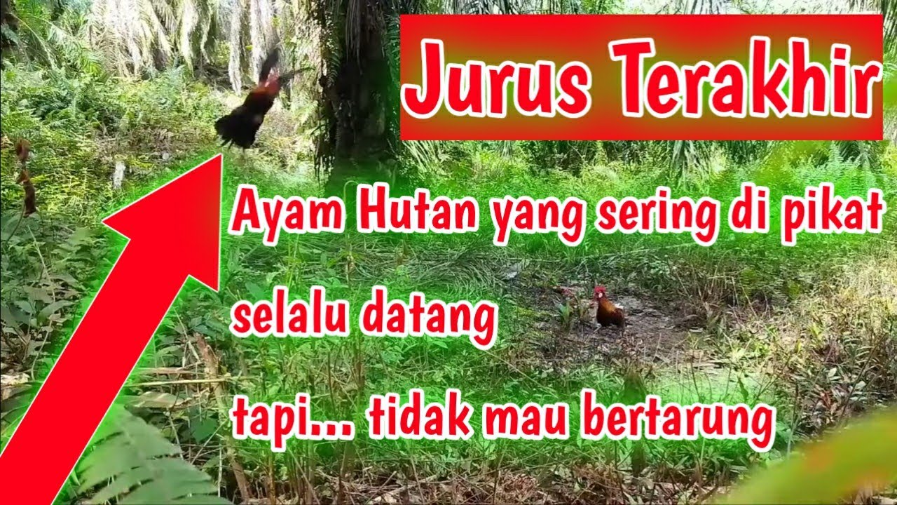Ayam Hutan Kena Racik Tabur 11 Mata || Wild chicken trap using 11 snares