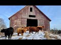 Moving Shaggy Cattle into an Ancient Barn (DON'T LET THEM ESCAPE!)