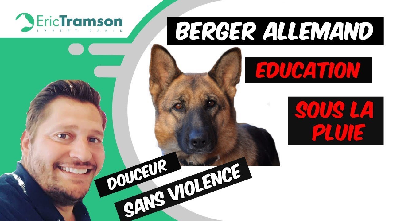 Pourquoi éduquer un chien Berger Allemand sous la pluie avec eric tramson? - YouTube