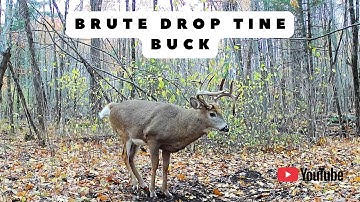 Brute DROP TINE Buck Visits Scrape | Trail Camera Video