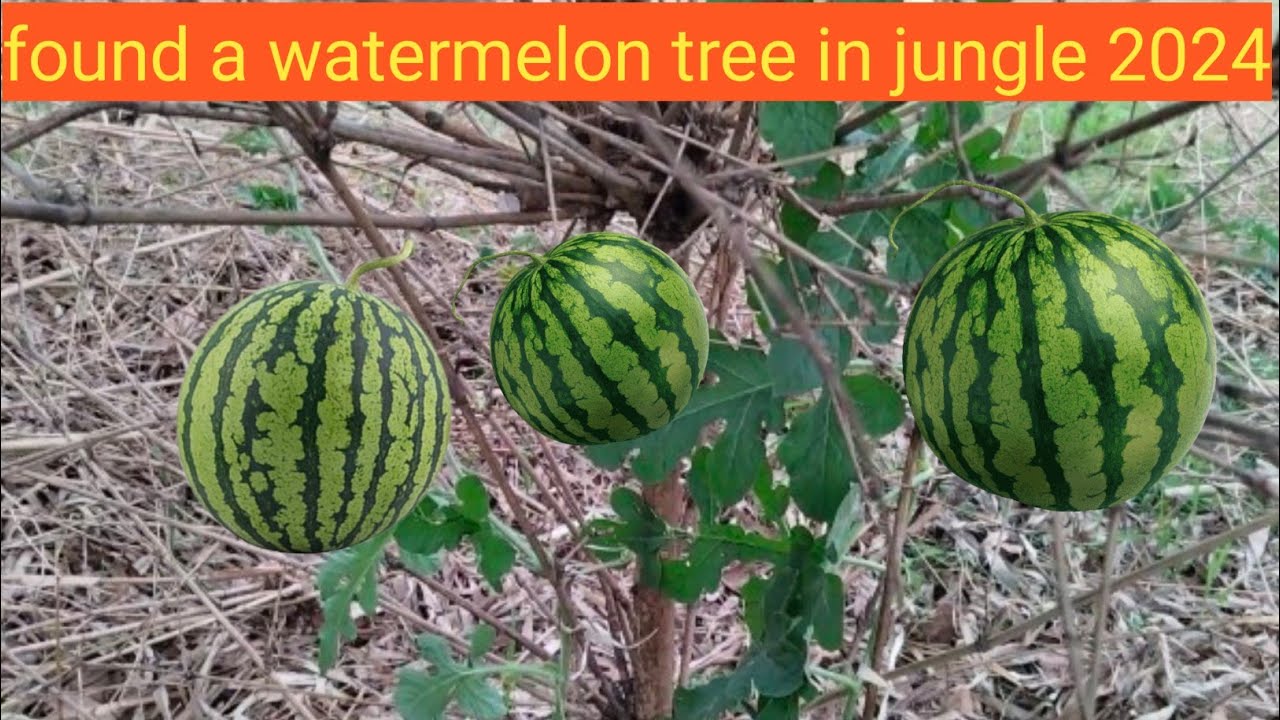 Watermelon Gangle I found a watermelon tree in jungle #watermelon #jungle - YouTube