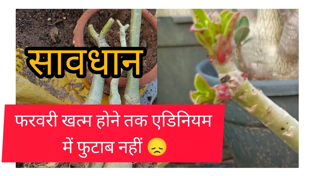 लास्ट फरवरी तक आपके एडिनियम में ग्रोथ या न्यू फुटाब नहीं है तो सावधान हो जाओ पौधा रूट रोट है 