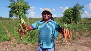 Northern Farmers Unable to Sell Their Carrots