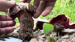 Satan’s Bolete ASMR