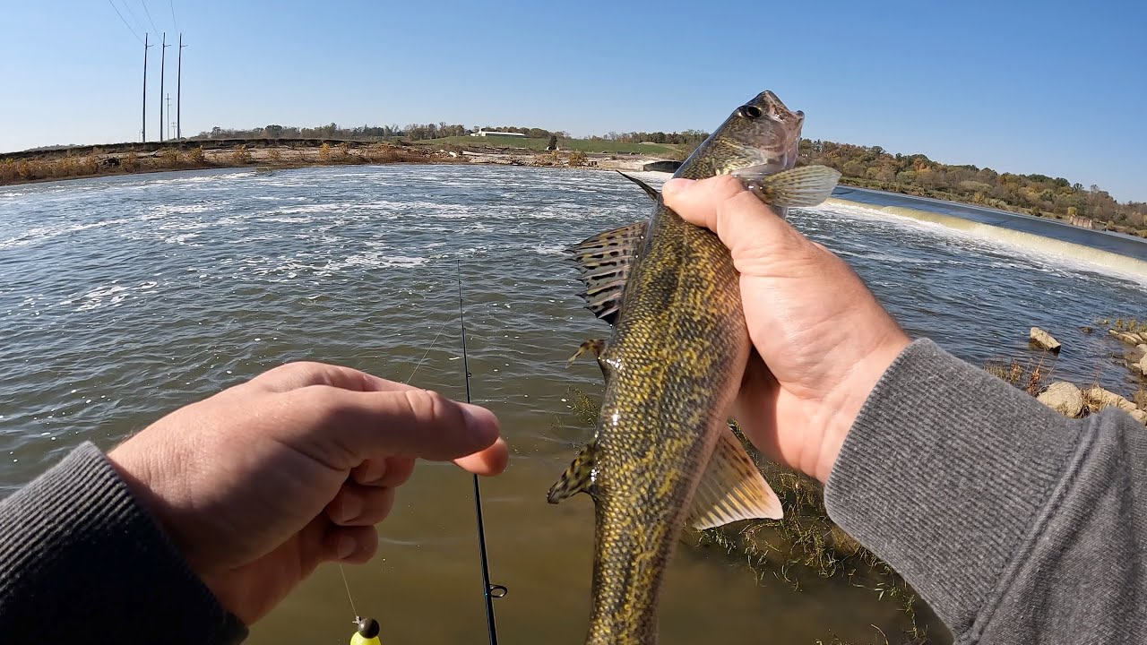MUTATED MONSTER Saugeye on a quick lunch fishing trip!