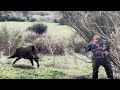Wild boar hunting 2024  chasse sanglier au maroc  partie 2