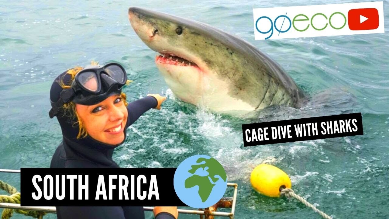 GoEco VOLUNTEER Trip Vlog - Volunteer with Sharks in South Africa - YouTube