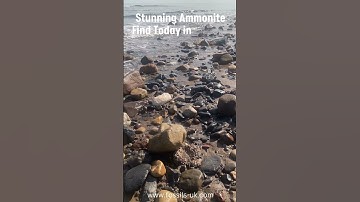 Fossil Hunter Finds Sunny Ammonite #fossil #fossils #fossilhunting #jurassic #shorts