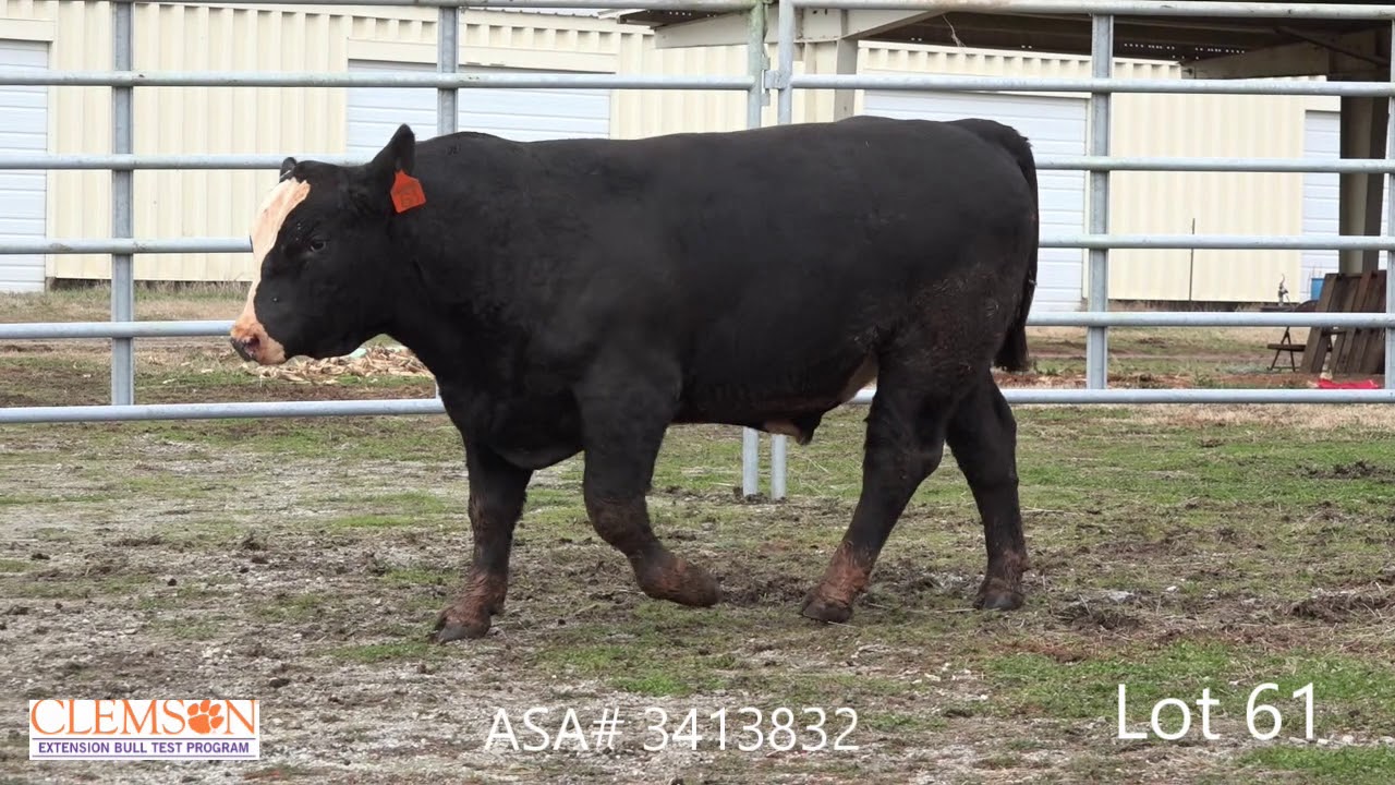 angus tasty Clemson Extension Bull Test Lot 61
