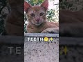 Mr Orange Tiny Teeth Reveal 😬🧡#kittens #catshorts #rashmita