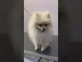 Малыш🐶 #груминг #puppy #милота #забавныеживотные #собаки #домашниеживотные