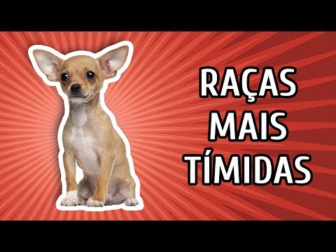 Vídeo: As 10 raças de cães mais tímidas