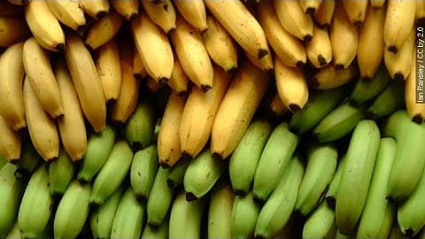 This Fungus Is Bad News For The World