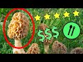 Morel Mushrooms & Spring Edibles