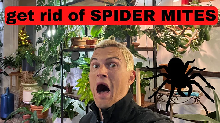 SPIDER MITES on Plants - How to Get Rid of them Fast & Know if You have them on your Houseplants