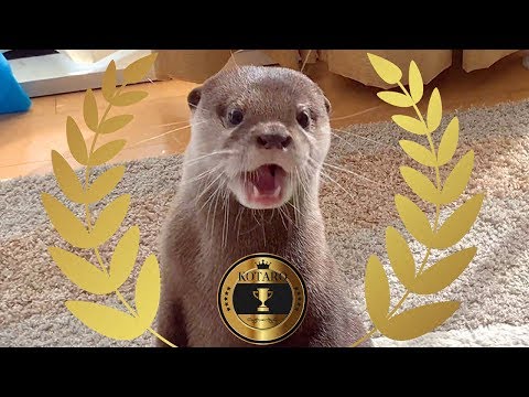 カワウソ  コタロー　これまでに覚えた芸と新技を一気に見せます！　Kotaro the Otter 6 Awesome Tricks