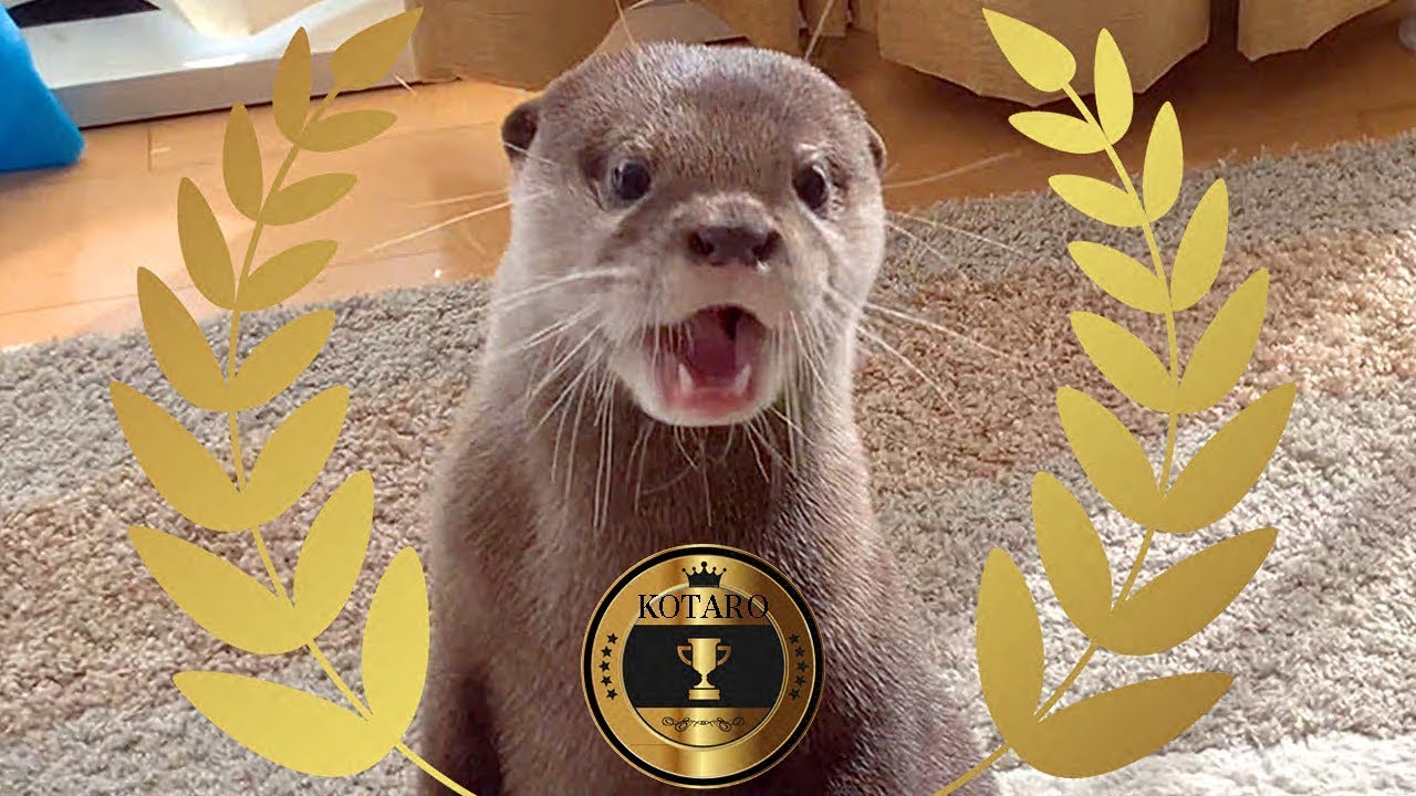 Выдра Котаро 6 Потрясающий трюк!