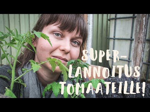 Video: Top dressing kukkiville tomaateille avomaalla