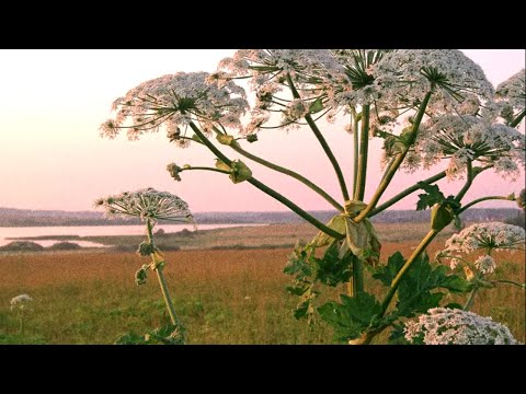 Агрессивный Борщевик.  В чем его опасность для человека и животных?