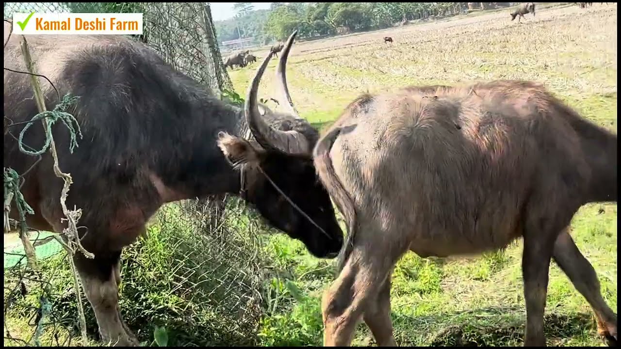 আমরা আমাদের খামারের জন্য নতুন মহিষ পেয়েছি, আমরা আজ তাদের বাইরে রেখেছি.. Moulovibazar | Sylhet