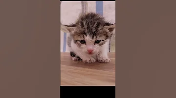 قطة جميلة مواء صوت القطط الصغيرة Cats Cat 