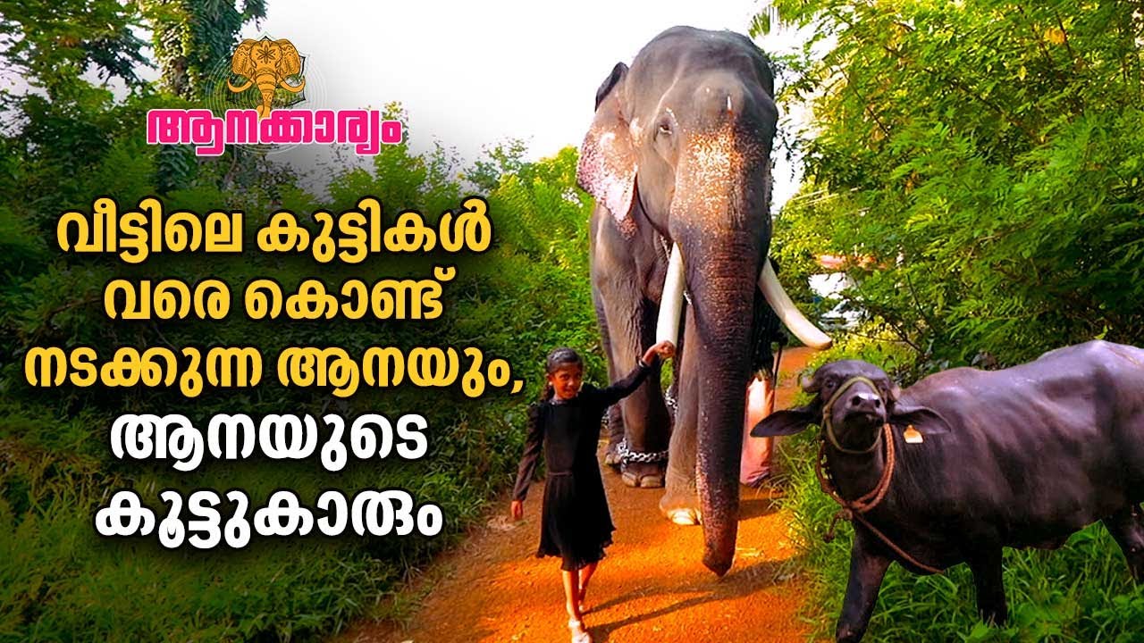 EP 23 | കുട്ടികൾ വരെ കൊണ്ട് നടക്കുന്ന ആനയും ആനയുടെ കൂട്ടുകാരും | Liberty Unnikuttan | Aanakkaryam