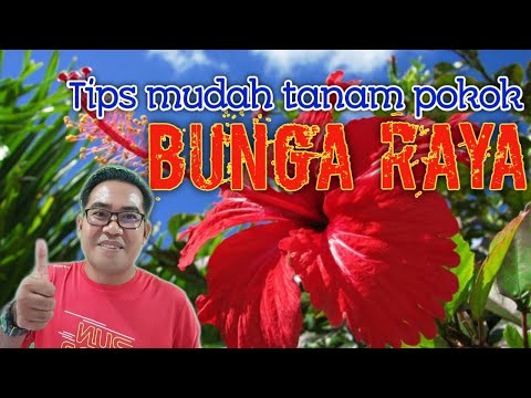 Video: Cara Membancuh Bunga Raya Dengan Betul