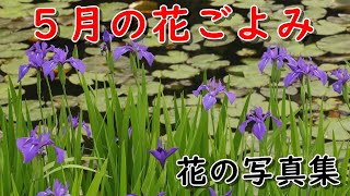 「花の写真集」５月の花ごよみ、Beautiful flower、エゴノキ