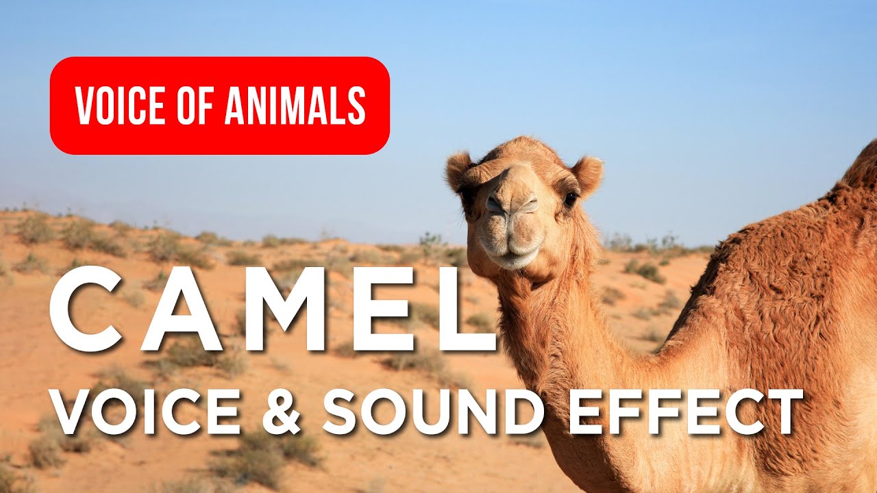 Camel Voice and Sound Effect for Kids