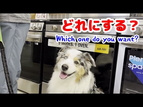 新しいガスコンロを愛犬と見に行く【オーストラリアンシェパード】