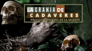 La Granja de Cadáveres | Procesos que ocurren Después de la Muerte | 💀Forenses Investigadores