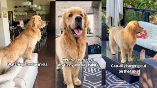 Golden Retrievers Cute and Funny Habits